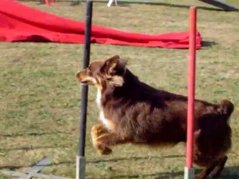 Concours d'agility à Argentan avec Brisca le27/09/2009