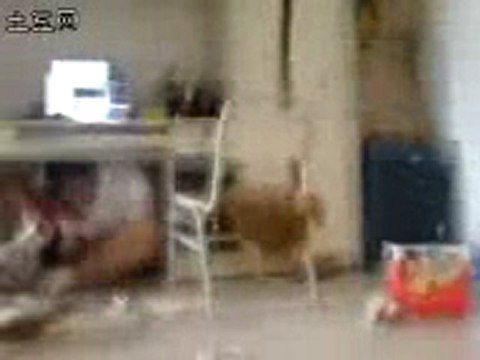 Séisme en Chine: le film des étudiants de Chendgu