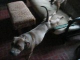 Doga With Buster: Upward Facing Dog Pose