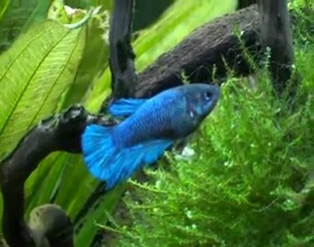 Hiérarchisation Betta smaragdina/Betta splendens 120L.