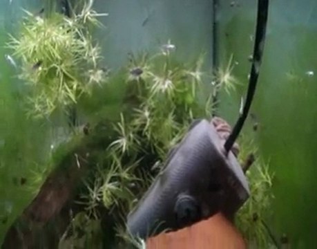 Betta splendens, BB cambodges et bleu-turquoises 3 semaines