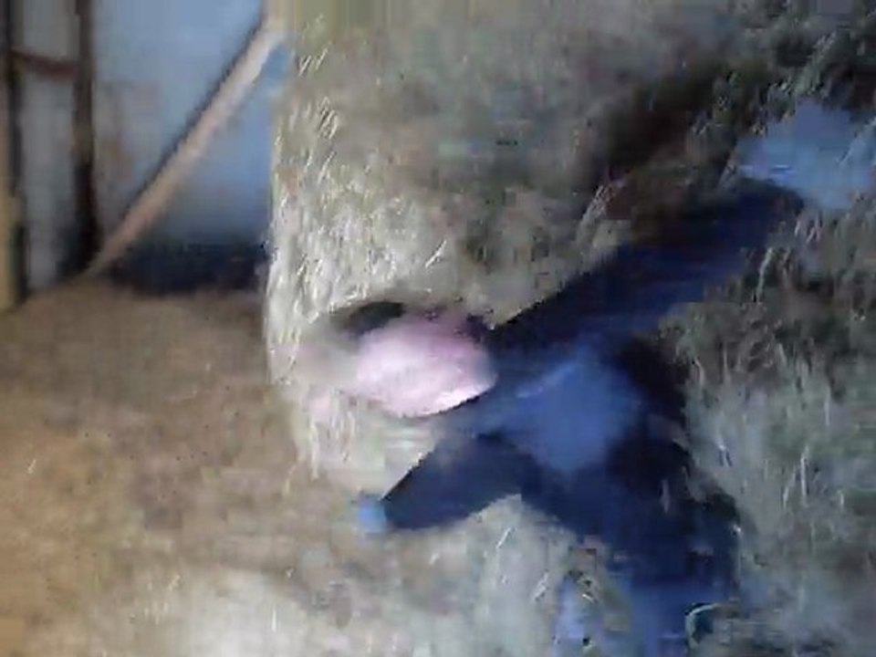 Saut dans le foin =)