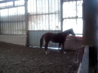 Mon Poulain fait le fou