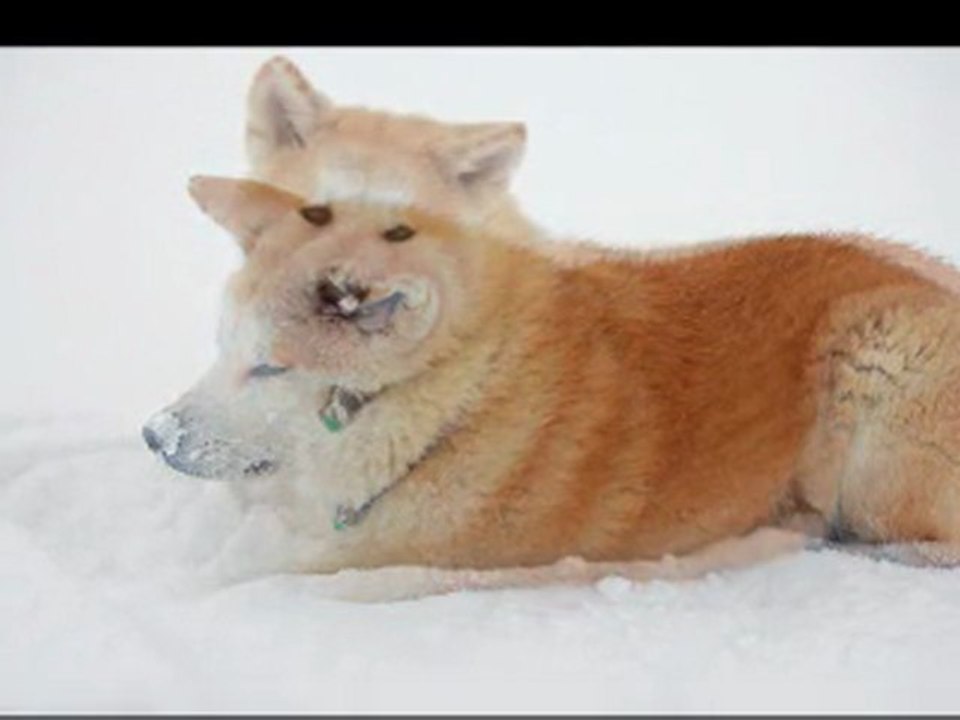 AVEC MES CHIENS EN CHEMIN