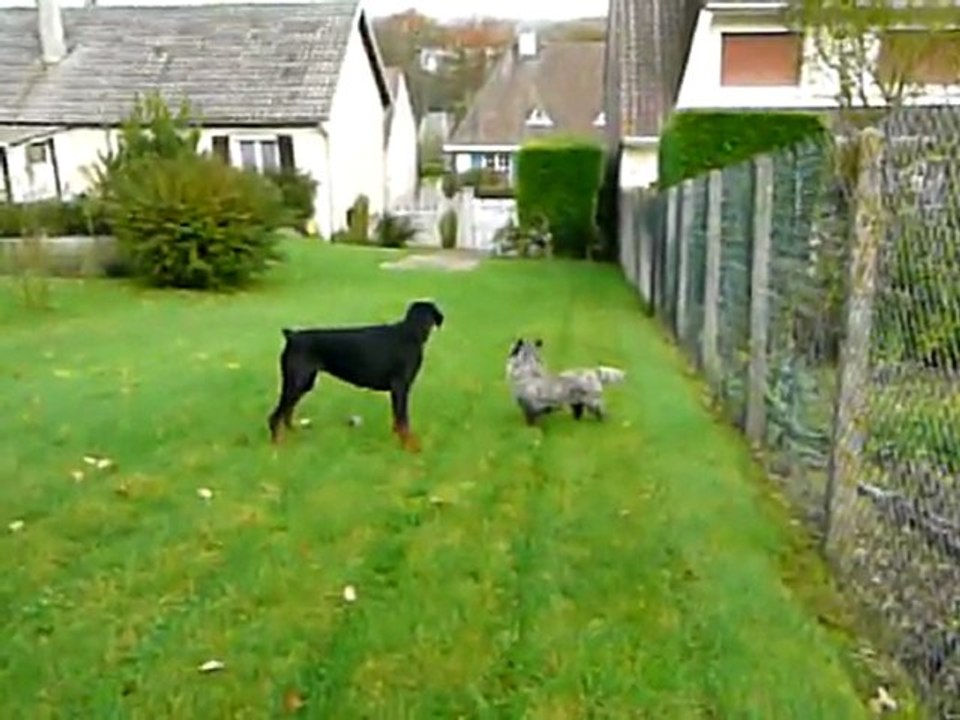 vidocq et viva le 11Novembre