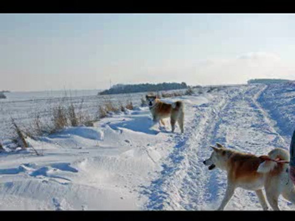 HIVER NEIGE DECEMBRE 2009 DAIKOO KENZO