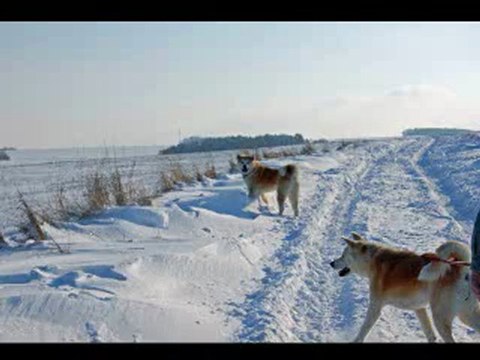 HIVER NEIGE DECEMBRE 2009 DAIKOO KENZO