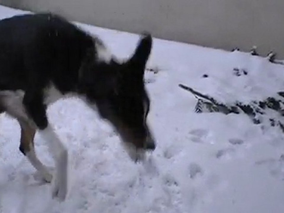 Coockie croc la neige !