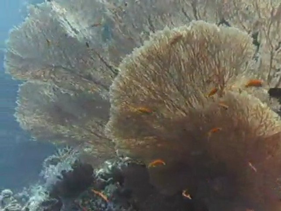 Scuba diving