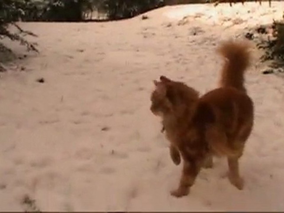 neige