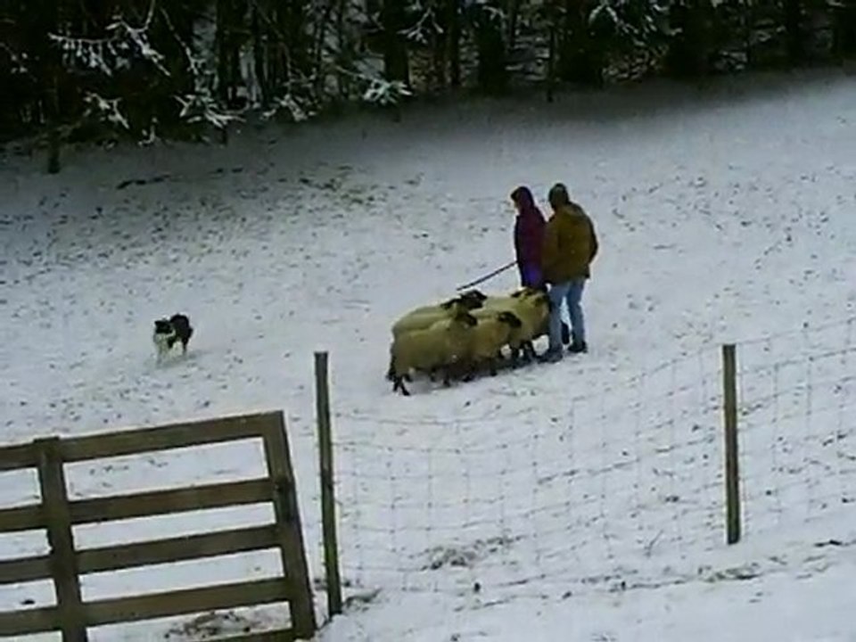 ebene journée troupeau du 20-12-2009