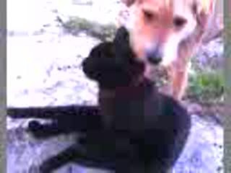 le gran amour