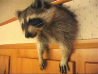 Un raton-laveur dans la cuisine