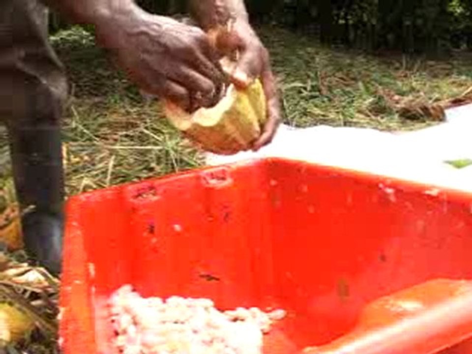 La Côte d'Ivoire se met au cacao bio