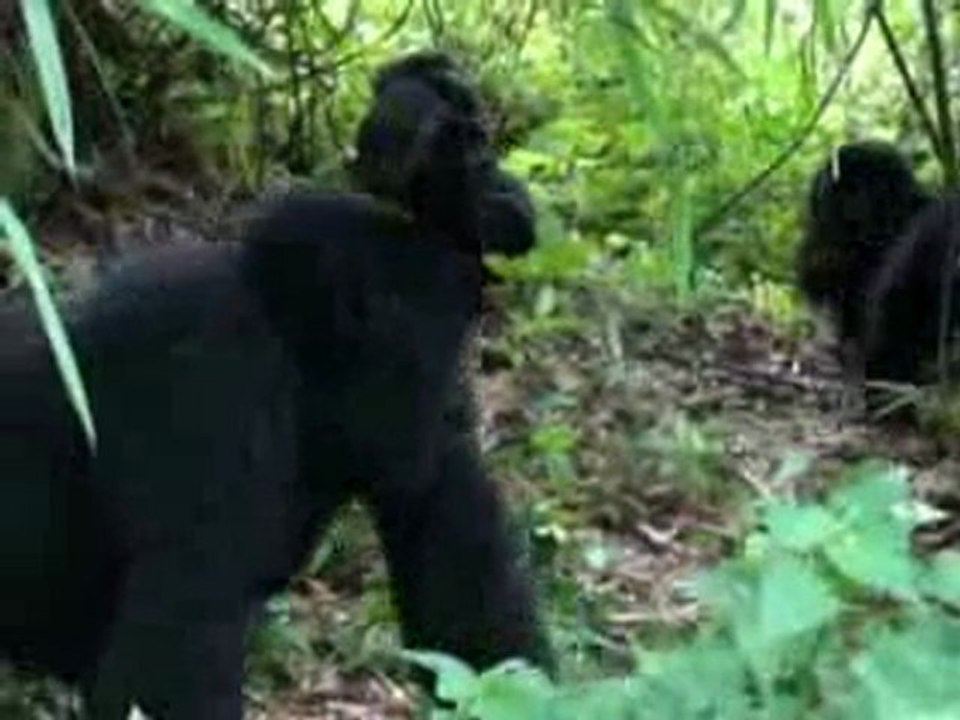 Les gorilles de Virunga