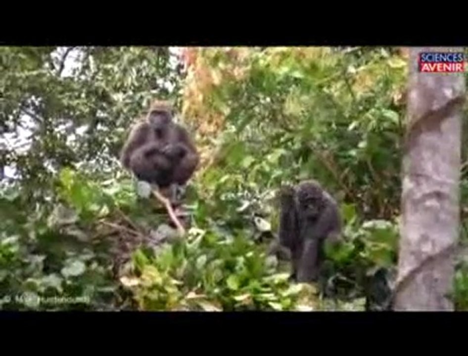 Des gorilles dans une forêt exploitée par l'homme, au Gabo
