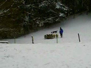 gaemeboy journée troupeau du 20-12-2009