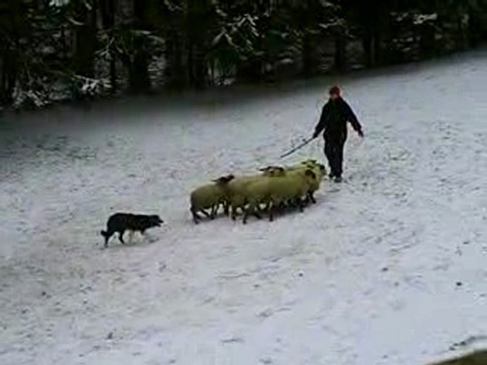 Indy journée troupeau du 20-12-2009