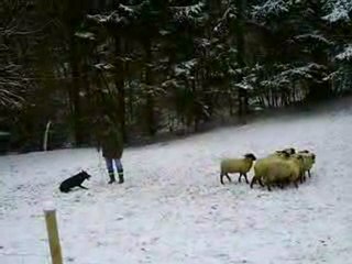 Goya journée troupeau du 20-12-2009