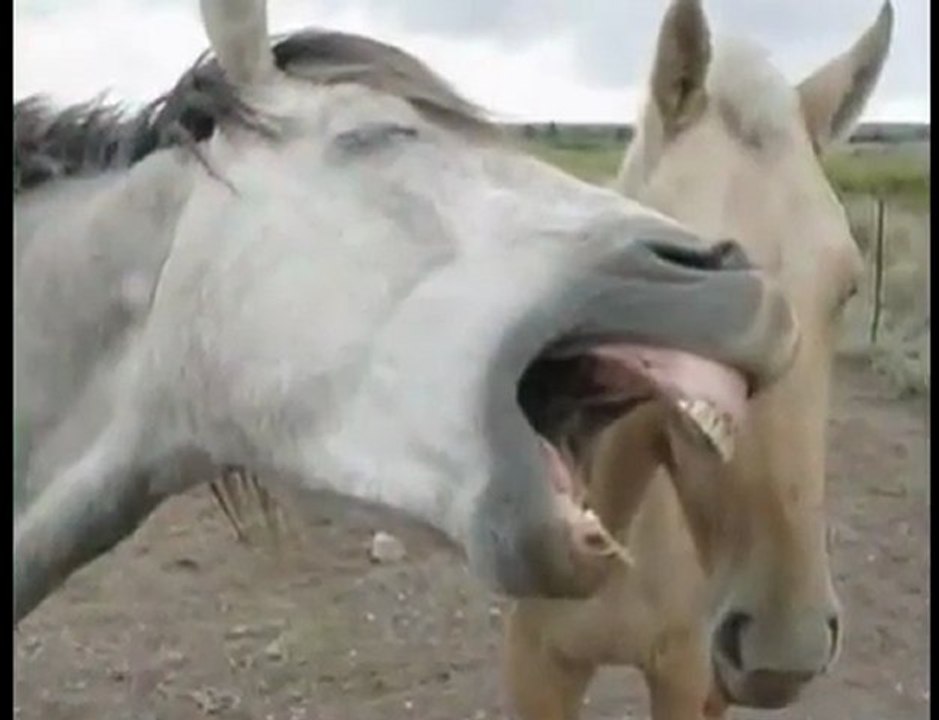 Das tierisch lustige Geburtstagslied!