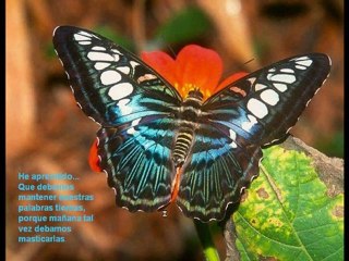 Video 95 EL SECRETO en youtube, pelicula, video, dvd, tv