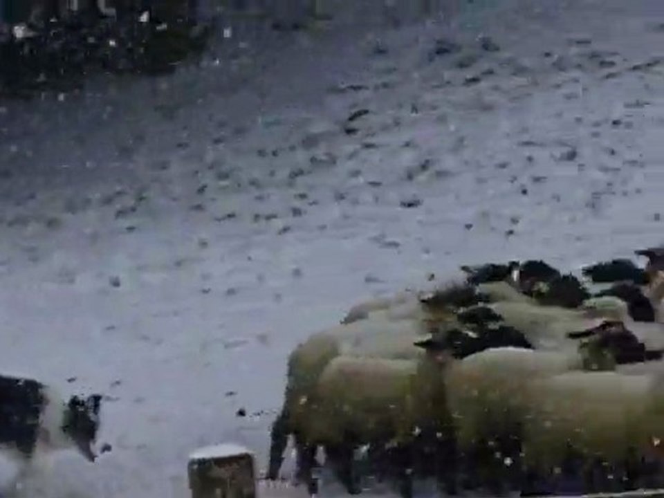 Gavroche journée troupeau du 20-12-2009