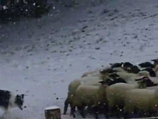 Gavroche journée troupeau du 20-12-2009