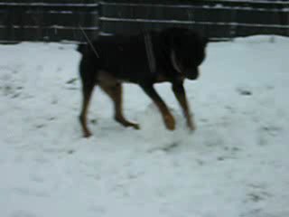 Rotweiller qui fait une boule de neige