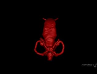 Un cerveau de 300 millions d'années