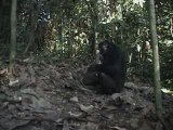 La pêche aux termites des chimpanzés (suite)