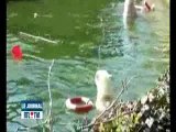 Une femme mordue par un ours polaire à Berlin (Vidéo)