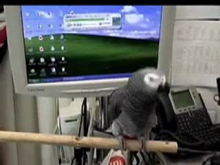 Les oiseaux aussi savent danser (suite)