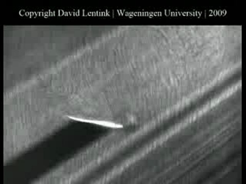 Les secrets de la graine d'érable, 'hélicoptère' des jardi