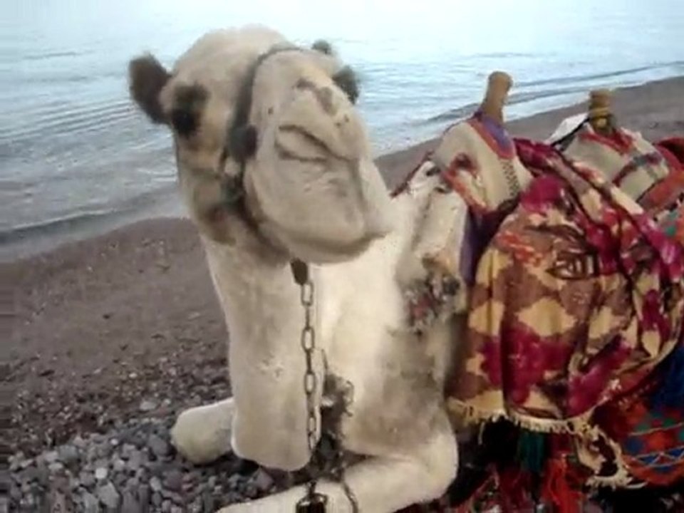 Chameau sur une plage du Sinai