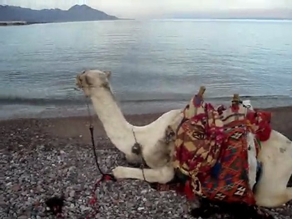 Chameau sur une plage du Sinai (2)