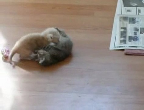 Les chats stars du web (2)