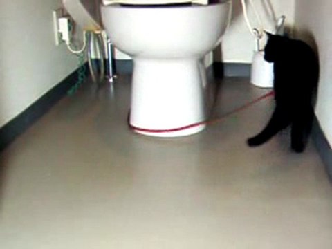 Les chats stars du web (4)