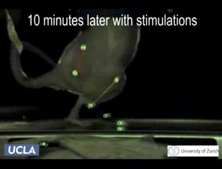 Des rats paraplégiques remarchent