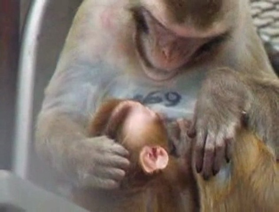 Les mères macaques dorlotent leurs petits