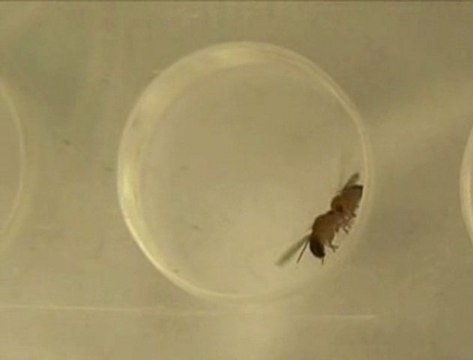 Sexualité débridée chez les mouches