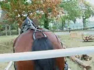 Les chevaux retrouvent des emplois en ville