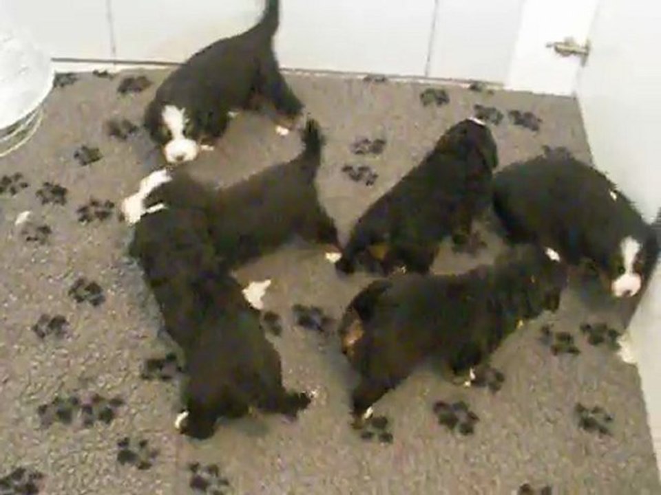 Chiots à 22 jours