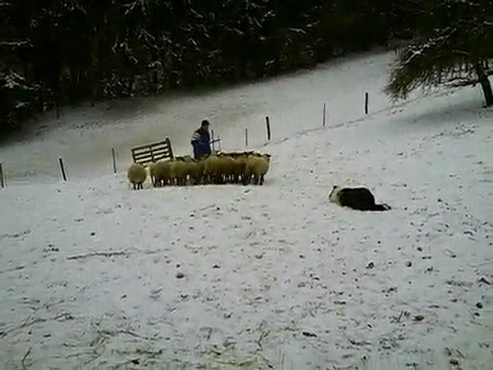 gaemeboy 2ème passage journée troupeau du 20-12-2009