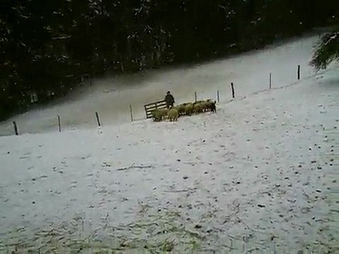 goya 2ème passage journée troupeau du 20-12-2009