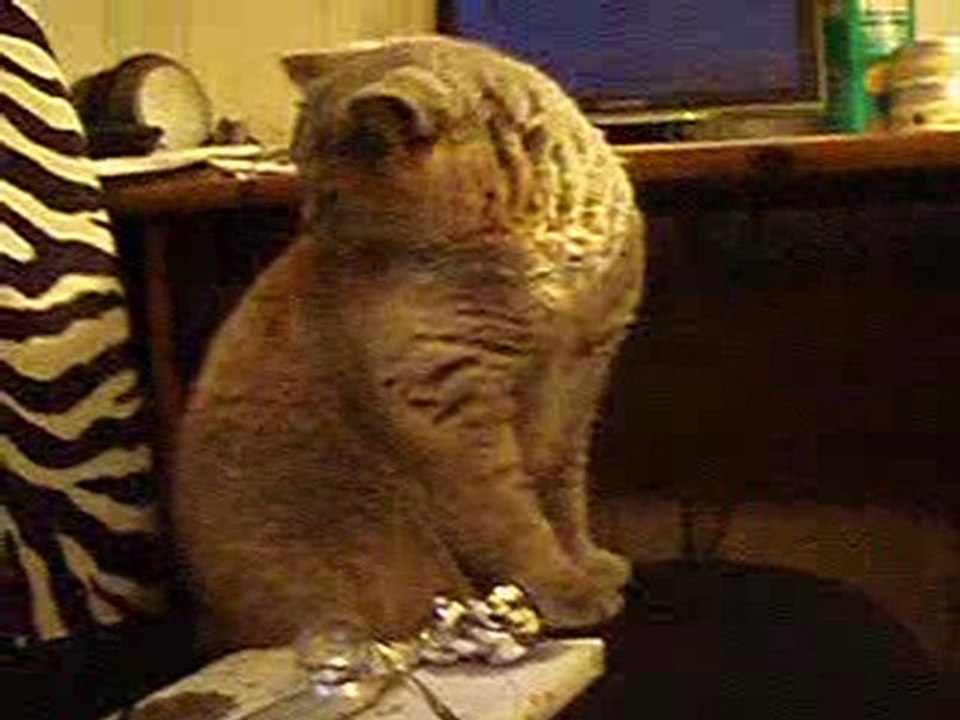 Bubble m'aide à faire les cadeaux3