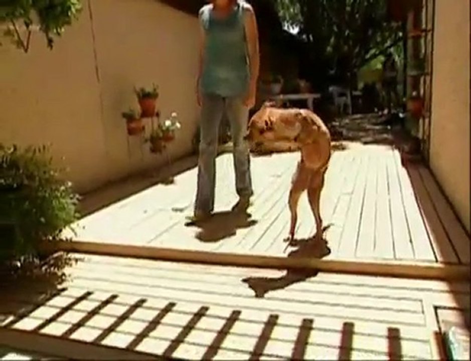 O psie, który chodzi jak człowiek