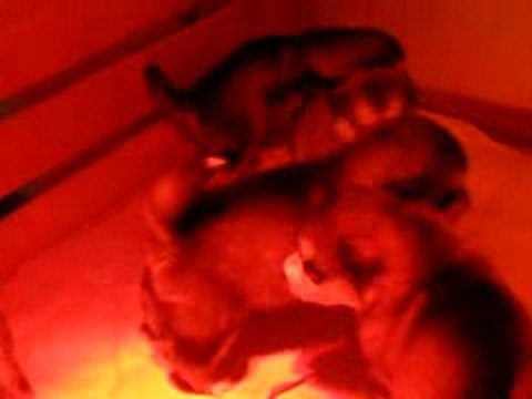 Mes chiots Malamutes Shish-Inday et ses soeurs