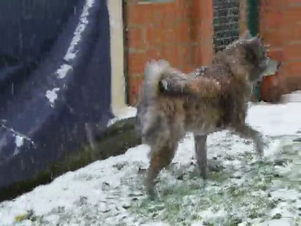 Solo et Karuto dans la neige