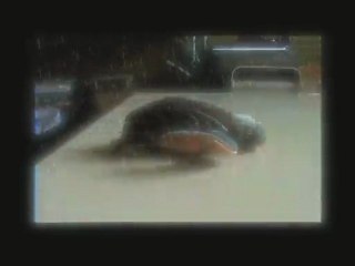 dans ma coquille vide