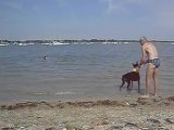 Les chiens à la mer le 08 Aout